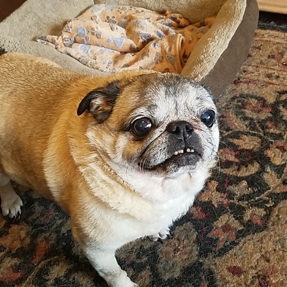 Meet your Posher, Angel - Picture 4 of 4